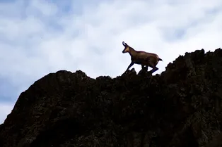 Balades accompagnées - Chamois - Bureau Montagne Briançon