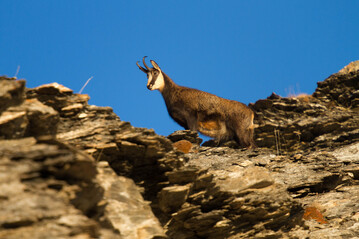 chamois - © L. Meyer