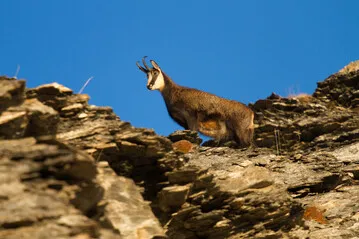 Passeggiate guidate - Chamois - Ufficio di montagna di Briançon - © L. Meyer