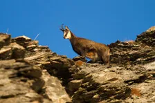 Passeggiate guidate - Chamois - Ufficio di montagna di Briançon - © L. Meyer