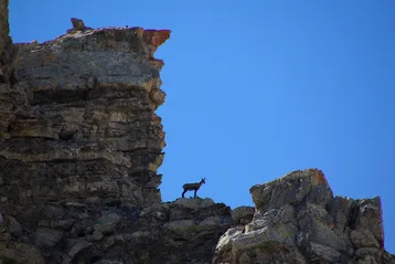 Passeggiate guidate - Chamois - Ufficio di montagna di Briançon - © L. Meyer