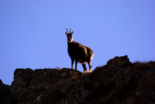 chamois - © L. Meyer