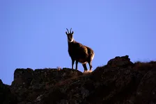 Passeggiate guidate - Chamois - Ufficio di montagna di Briançon - © L. Meyer