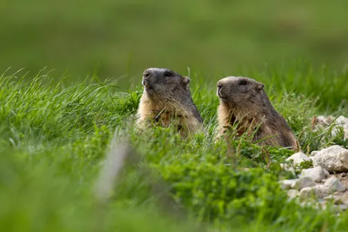 Marmottes et marmottons -  Bureau Montagne Briançon