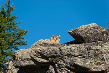 marmottes - © L. Meyer