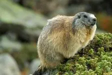 marmottes - © L. Meyer