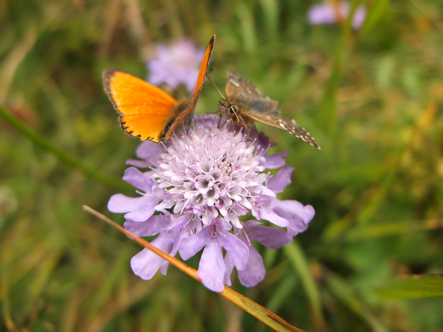 Au sens de nos pas - Clapiz Geneviève - Accompagnatrice en Montagne