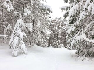 Arbres blancs - © Fugues en Montagne