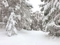 Arbres blancs - © Fugues en Montagne