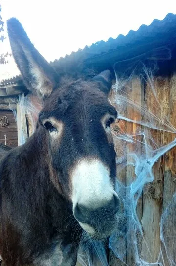 Visite guidée Spécial Halloween - La Petite Ferme des Regains - © (C) Petite Ferme des Regains