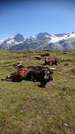 Vaches de race Abondance sur le plateau d'Emparis - © SIONNET Christian