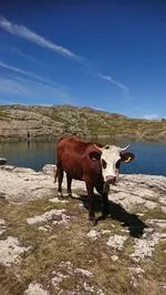 Vaches de race Abondance au bord du Lac Lérié - © SIONNET Christian