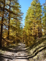 automne - © romanini