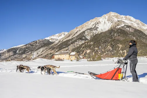 Conduite d'attelage 2 heures - Chiens de Traîneaux en Clarée