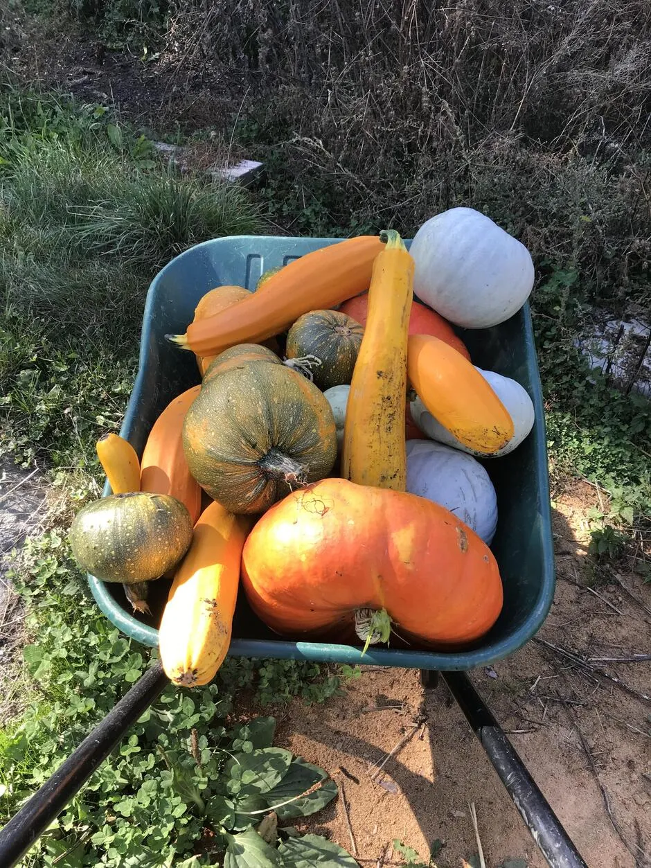 Courges - © Ferme de la Clarée