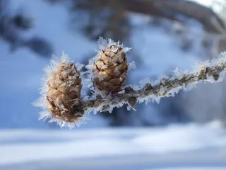 Feuilleté - © G.CLAPIZ