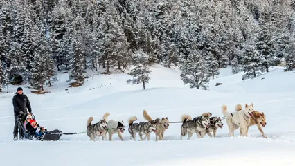 Chiens de traîneau - © l'âme animale