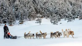 Chiens de traîneau - © l'âme animale