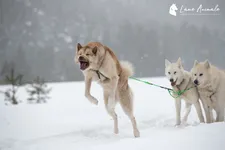 Lounoock's - Sled dogs - © l'âme animale
