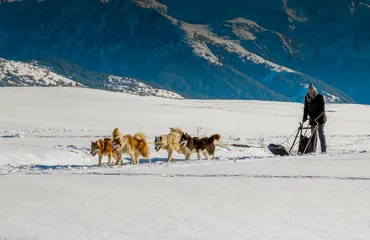 Lounoock's - Sled dogs - © l'âme animale