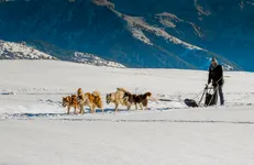 Lounoock's - Sled dogs - © l'âme animale