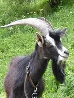 Boy le bouc de la bande - © C.M Gaillard