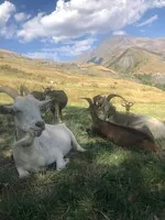 Chèvres au champ - © C.M Gaillard