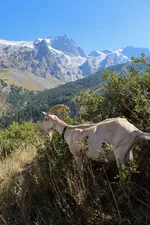 Chèvre et Meije - © S. Morattel