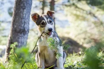 Chiens de Traineau en Clarée - © L'Empreinte Nordique