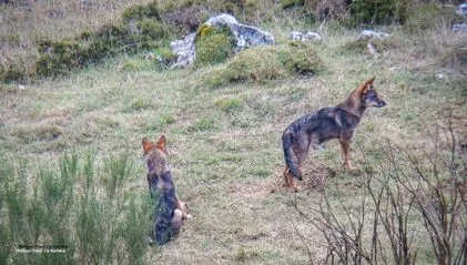 Conference on the Wolf - © Poiré Philippe