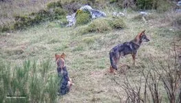 Conference on the Wolf - © Poiré Philippe