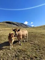 vache et son veau aubrac Villar d'Arène - © ©E.LEFEBVRE