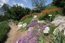 Visit and entertainment in the Garden of Lautaret - © Jardin du Lautaret
