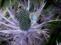 Chardon bleu (Eryngium alpinum) - © Jardin du Lautaret