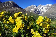 Arnébie superbe (Arnebia pulchra) - © Jardin du Lautaret