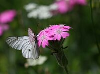 [Pieridae] Aporia crataegi - © Stéphane Bec