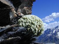 [Primulaceae] Androsace helvetica - © Serge Aubert