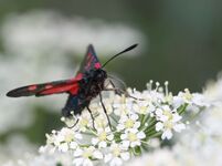 [Zygaenidae] Zygaena - © Stéphane Bec