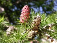 [Pinaceae] Larix decidua - © Serge Aubert