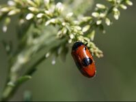 [Chrysomelidae] Clytra laeviuscula - © Stéphane Bec
