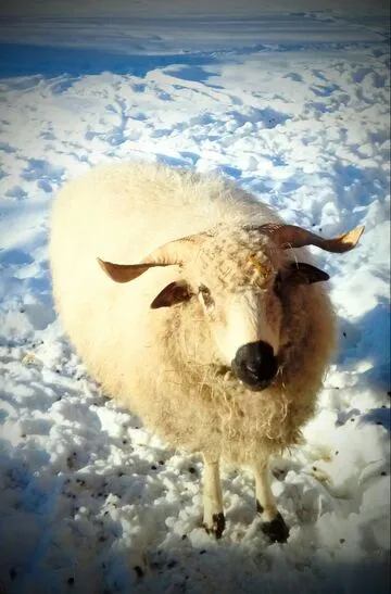Les animaux de la ferme - © La Petite Ferme des Regains