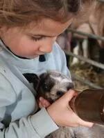 Brunet Farm - Gaec Du Lasseron_Cervières - © Laury Chamerlat