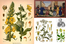 child naturalist drawing workshop - © Carole Chauvin-Payan