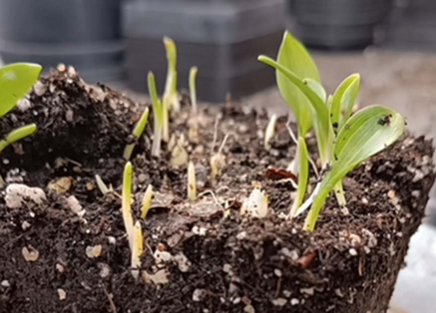 Botanical watercolor workshop for children with the Jardin du Lautaret - © Flosab