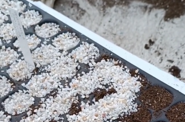 Botanical watercolor workshop for children with the Jardin du Lautaret - © Flosab