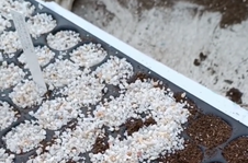 Botanical watercolor workshop for children with the Jardin du Lautaret - © Flosab