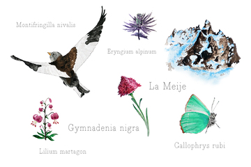 Laboratorio di acquerello naturalistico - © Morgane Berger