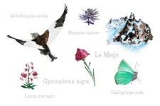 Naturalist watercolor workshop - © Morgane Berger