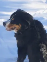 Vic notre chien - © Roquier Stéphanie
