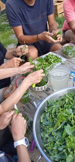 Edible plants weekend at the refuge du Pic du Mas de La Grave - © anne merry